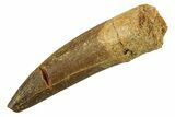 Fossil Plesiosaur (Zarafasaura) Tooth - Morocco #298338-1